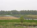 Biesbosch wetlands.jpg